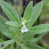 Trichodesma zeylanicum (Burm.f.) R.Br.